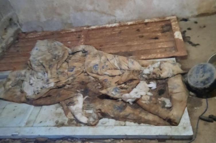 Fueron a rescatar perros y hallan una anciana abandonada