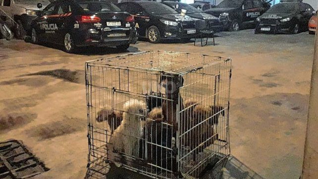 Desmantelaron un criadero clandestino de animales