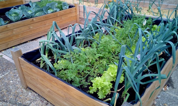 Primavera ecológica: tips para hacer una huerta en casa en esta época