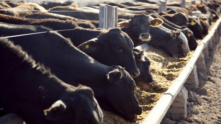 Eliminación del cepo a las exportaciones de carne: se suman gobernadores, el lunes reunión clave