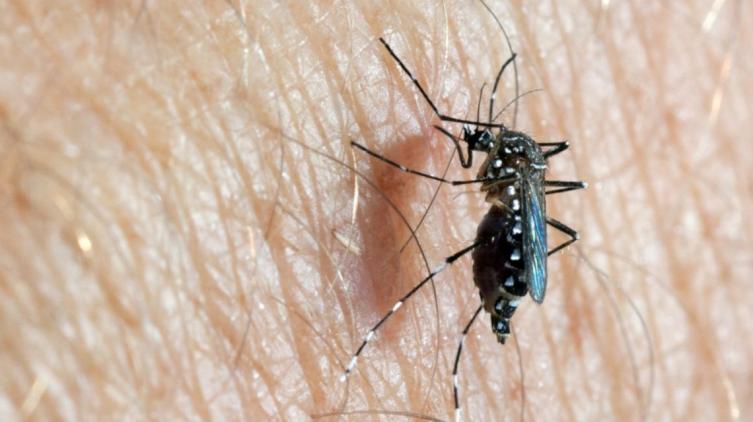 Recomendaciones para la prevención del Dengue