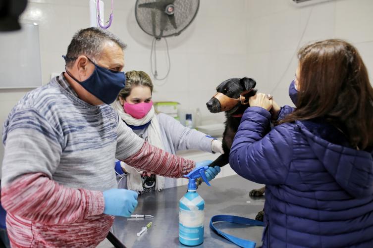 Castraciones y vacunación: cómo sigue la campaña en la ciudad