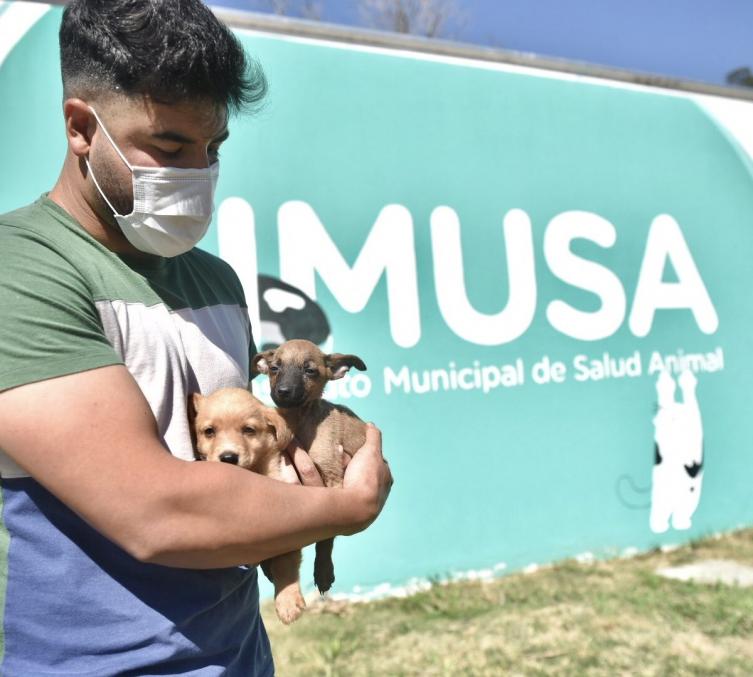 Alrededor de 120 perros y gatos rescatados esperan ser adoptados