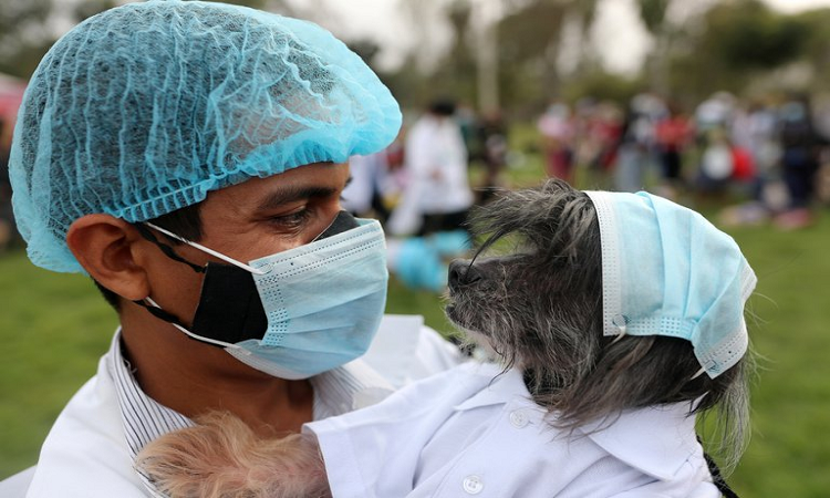 Variante alfa: cómo genera miocarditis grave en perros y gatos