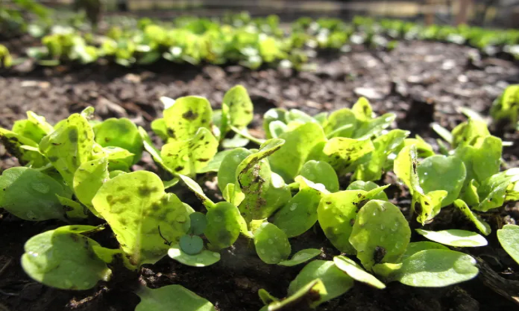 Tips para armar una huerta en casa
