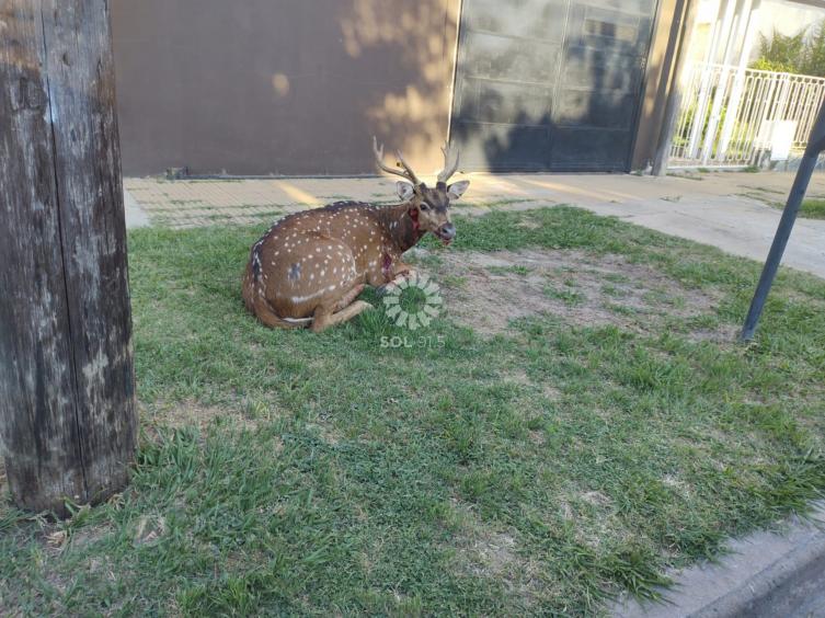 Rescatan un ciervo deambulando por la ciudad