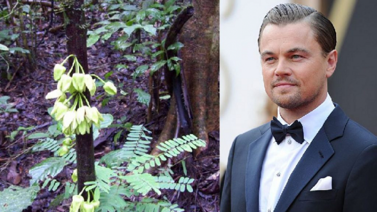 Bautizan un árbol tropical Leonardo DiCaprio en honor al actor y ambientalista 