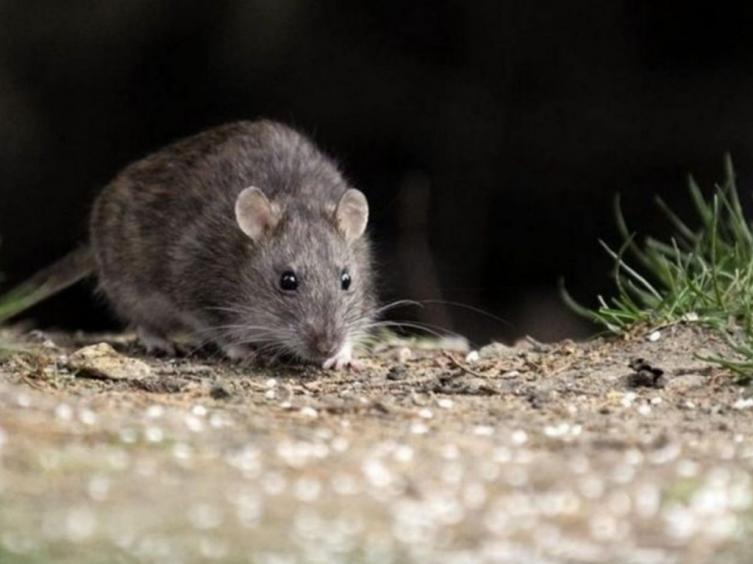 Chubut: un joven está internado en terapia intensiva tras contagiarse hantavirus
