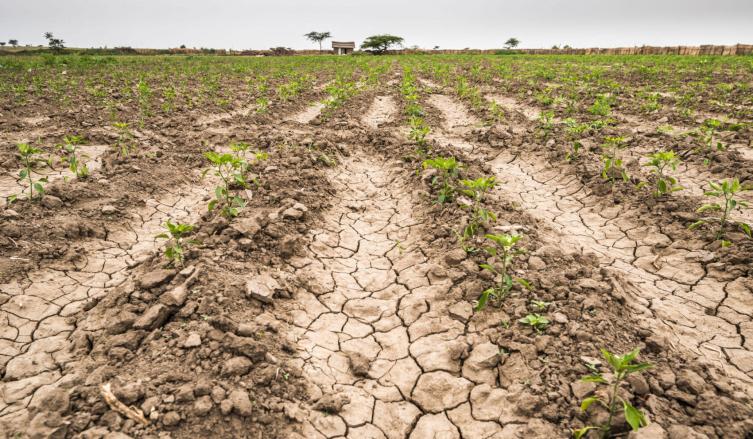 ¿Cómo acceder a los beneficios de la Emergencia Agropecuaria 2022?