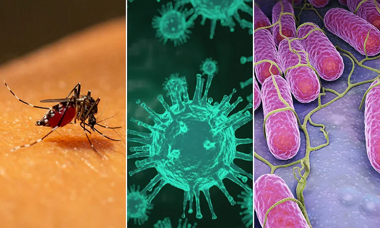 Qué es el “coronadengue”, enfermedad que circula en Argentina