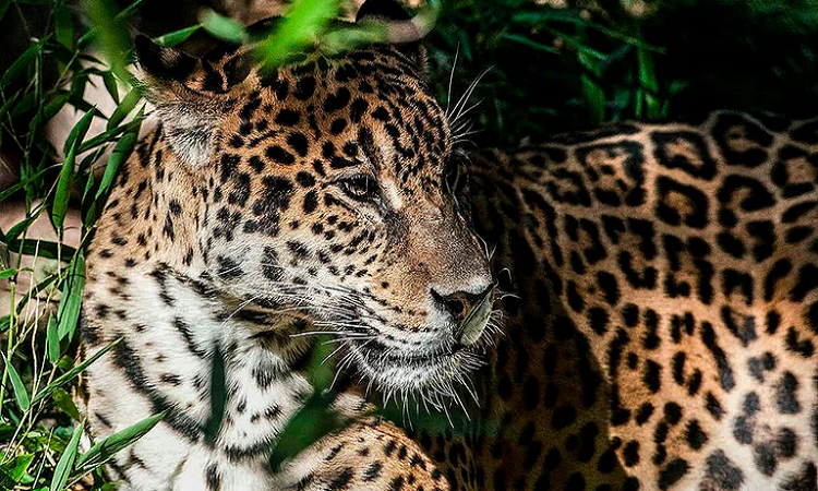 Los yaguaretés del Chaco serán representados por Greenpeace ante la Corte Suprema
