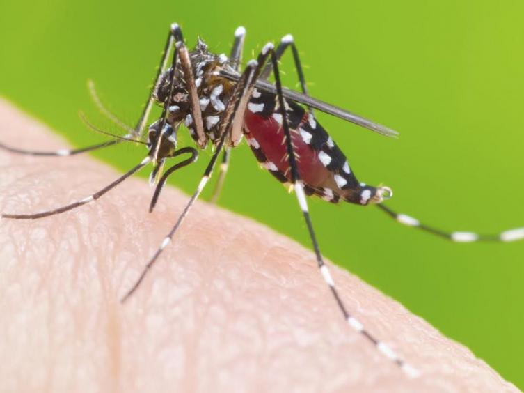 Dengue: Trabajos de prevención ante la confirmación del primer caso