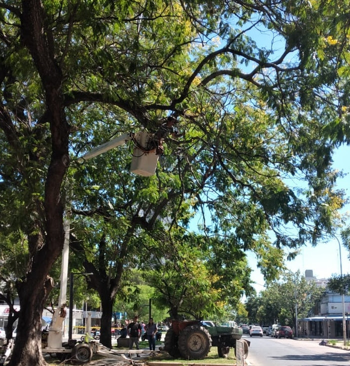 Trabajos de fumigación, iluminación y bacheo para este jueves