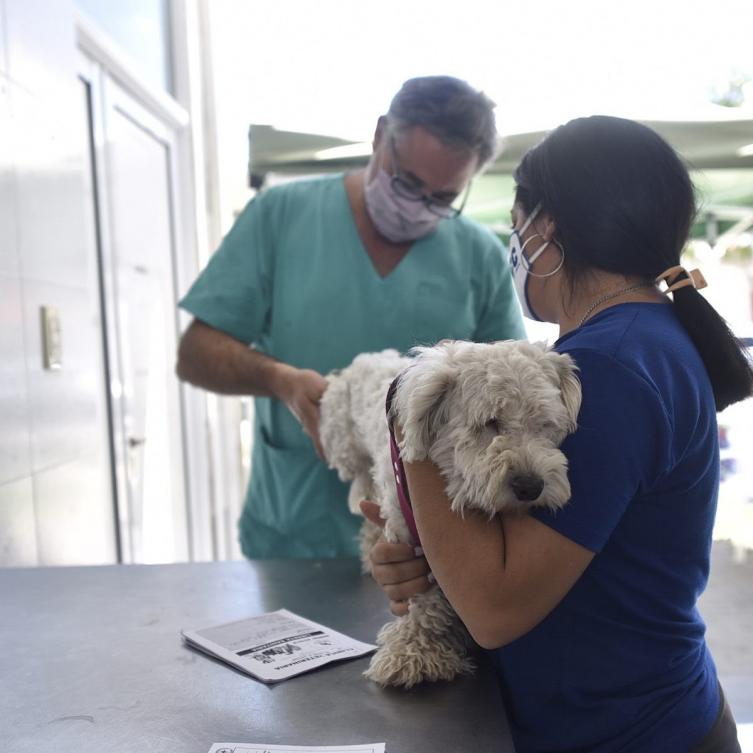 En marzo, continúa el cronograma de castración animal