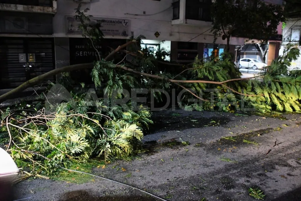 El temporal dejó un tendal de árboles caídos