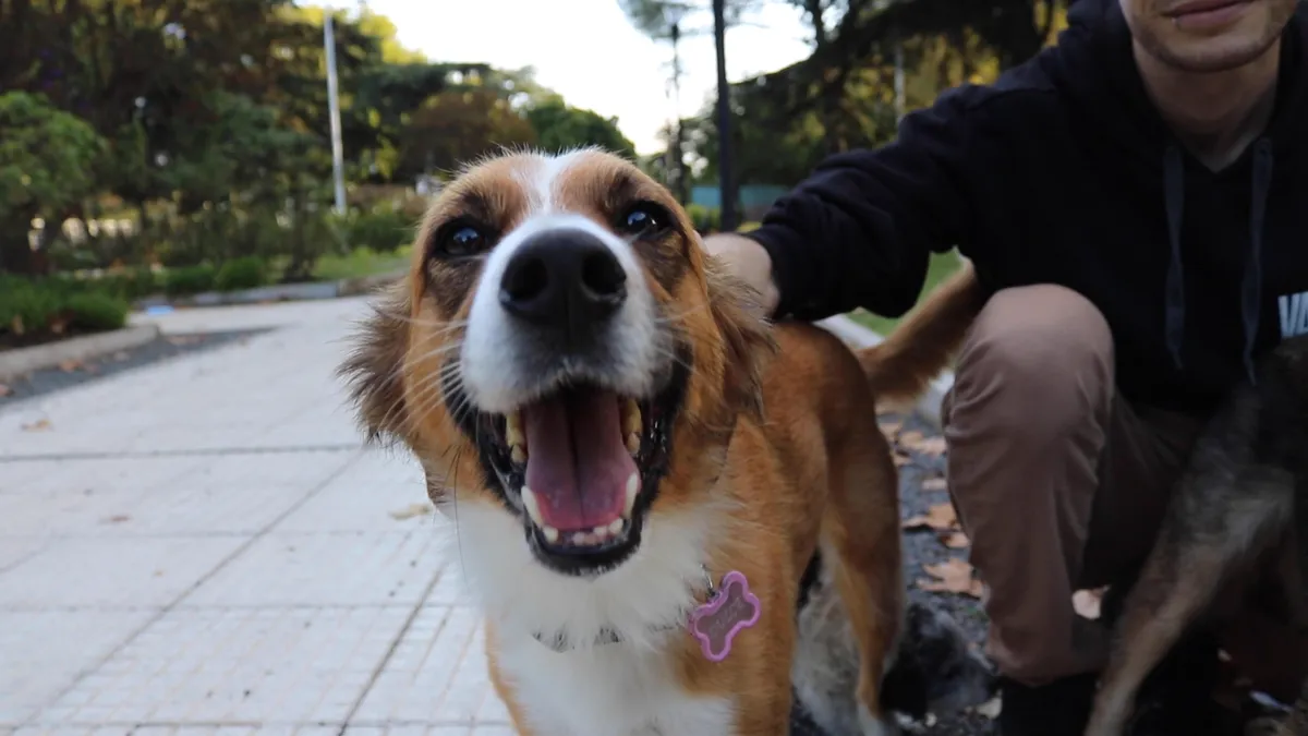 Por un cordobés se celebra hoy el Día del Animal