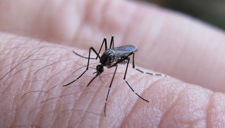 Confirmaron el primer caso de dengue en la ciudad de Santa Fe