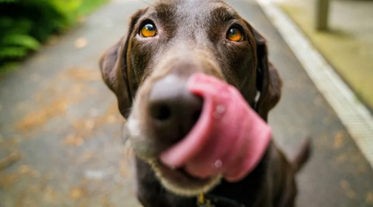 ¿Tendrá que ver la raza con la personalidad de tu perro?