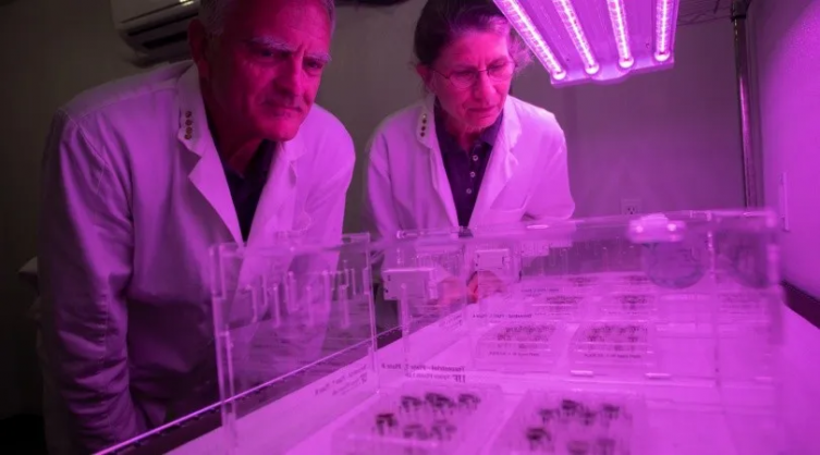 Cultivaron plantas en suelos traídos de la Luna