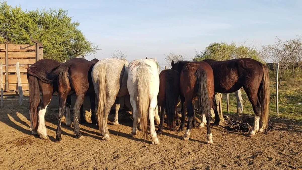 Propietarios de caballos marcharon a Casa de Gobierno