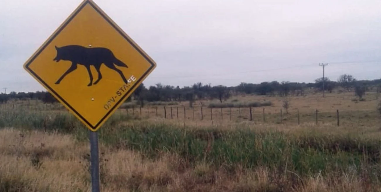 Posible caso de envenenamiento de fauna silvestre