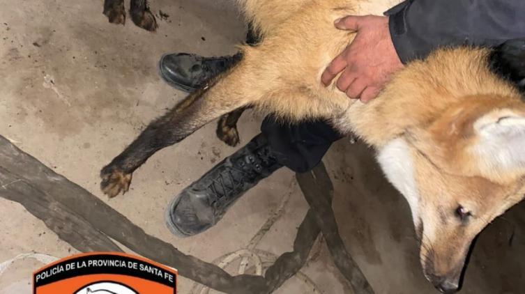 La policía rescató a dos aguará guazú que eran tenidos como mascota 