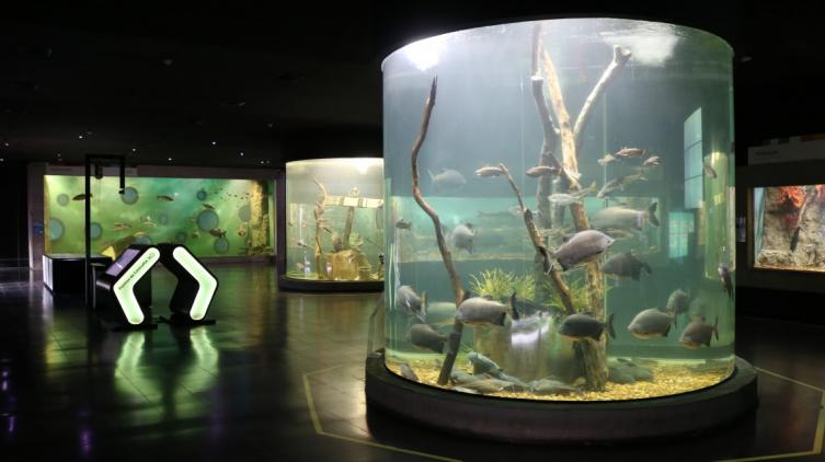 Sumergite en el Acuario del Río Paraná en Vacaciones de Invierno
