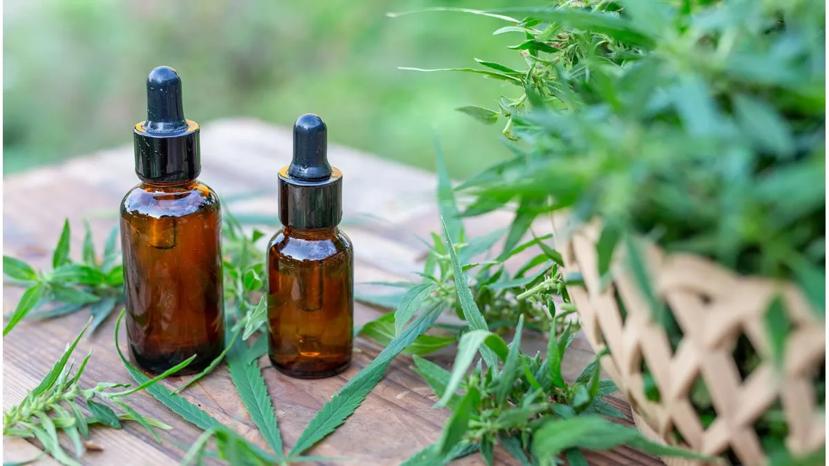 Cannabis medicinal: la Provincia comienza el cultivo experimental 