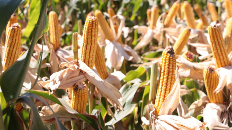 Avanza el financiamiento a productores 