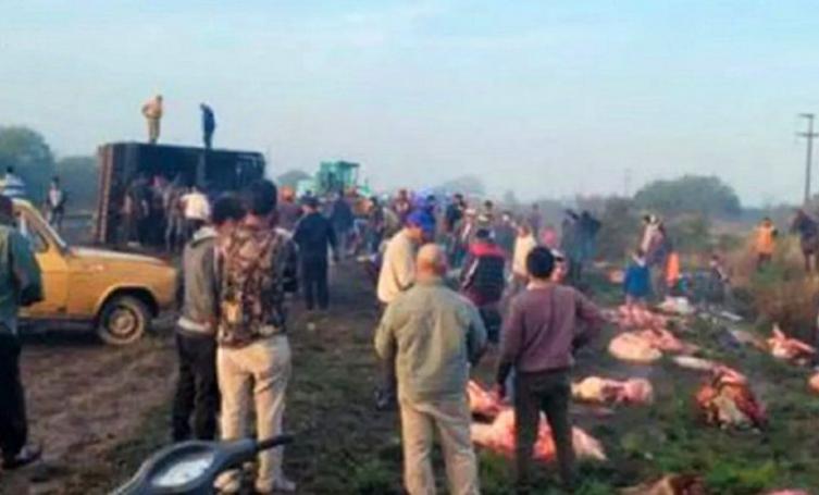 Volcó un camión con 50 vacas y vecinos las carnearon