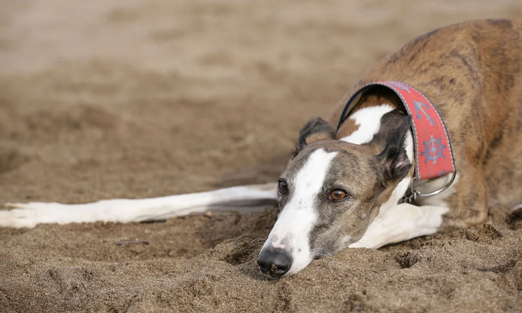 Viruela del mono: las mascotas también pueden tenerla