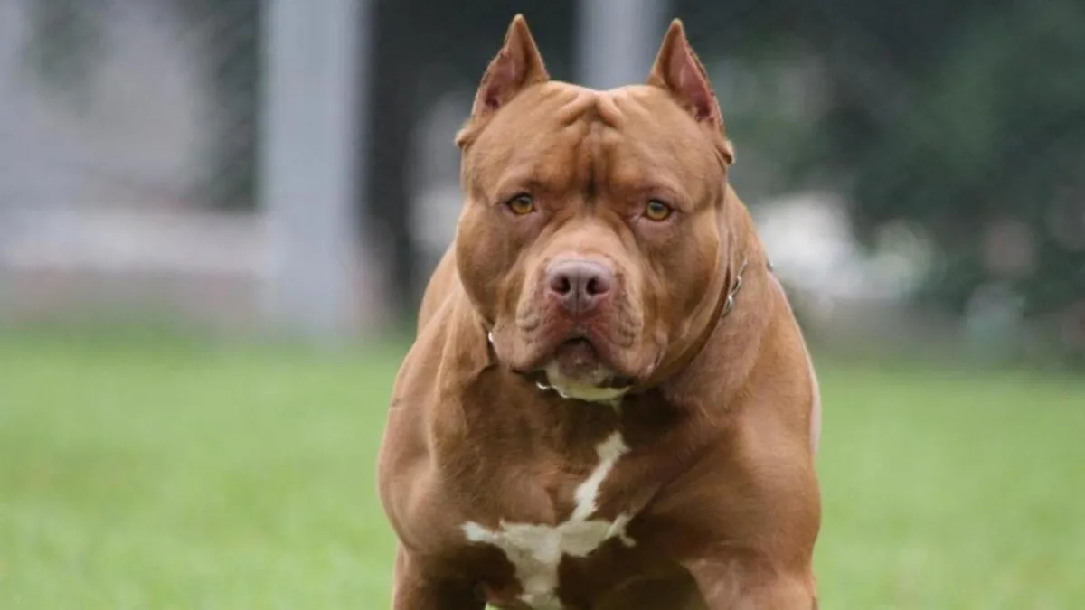 Brutal ataque de un pitbull a nena de 8 años