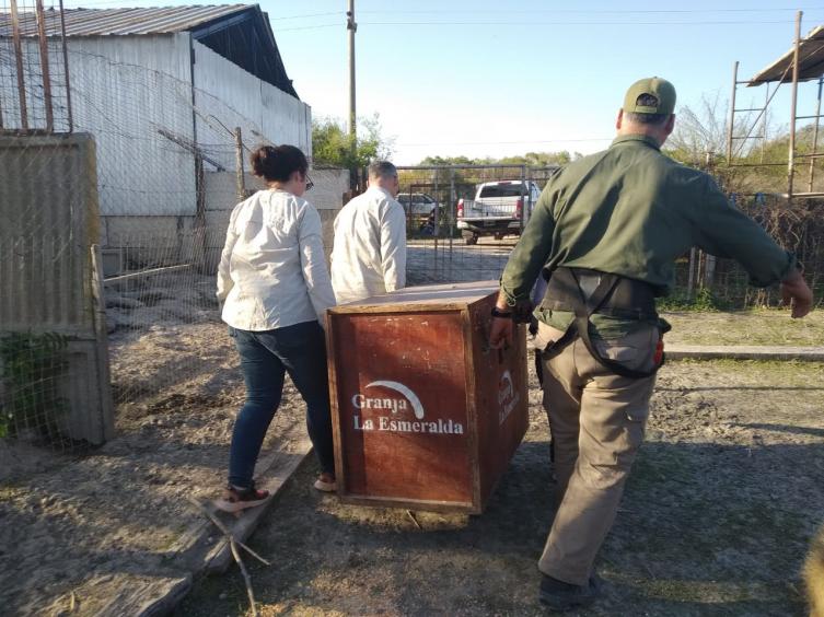 La provincia recuperó animales silvestres en la localidad de Desvío Arijón