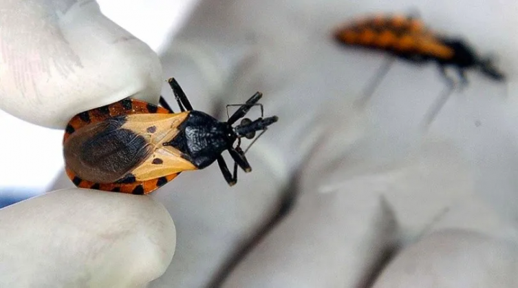 Enfermedad de Chagas: lanzan el primer curso internacional 