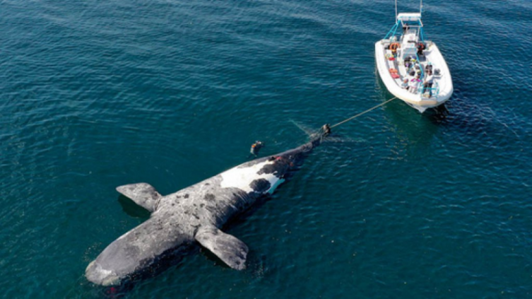 Chubut: ya son 10 las ballenas encontradas muertas