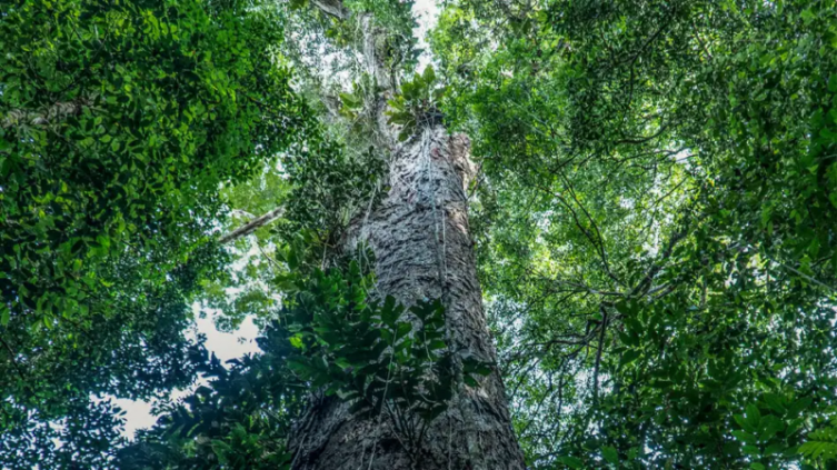 Científicos llegaron al árbol más alto de la selva amazónica