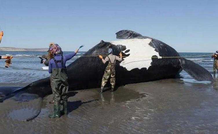 Chubut: se disparó a 30 el número de ballenas muertas en el Golfo Nuevo
