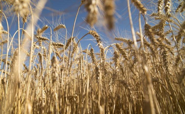 El secretario de Agricultura aseguró que no faltará trigo pese a la sequía