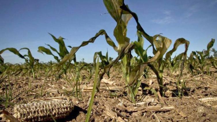Santa Fe estudia prorrogar la emergencia agropecuaria por la sequía