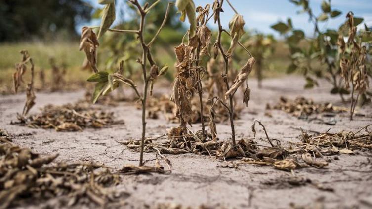 Sequía: Piden que se declare la emergencia y desastre agropecuario