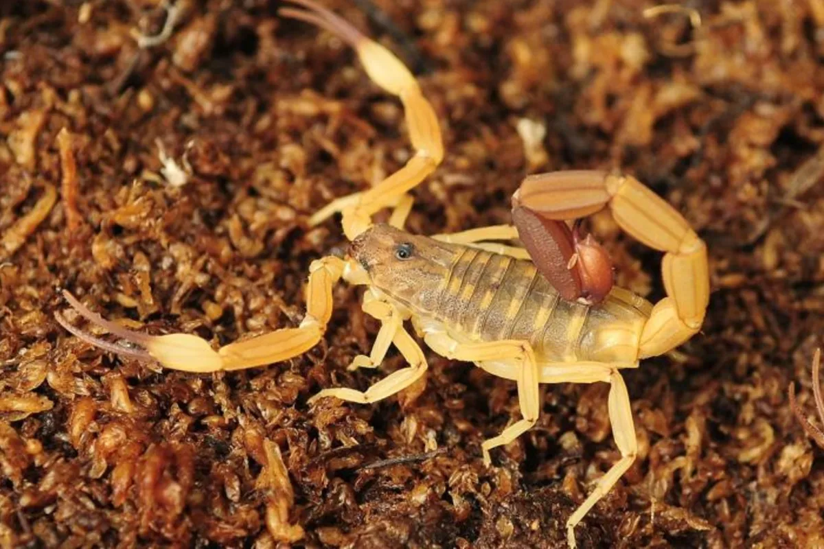 Alacranes: 