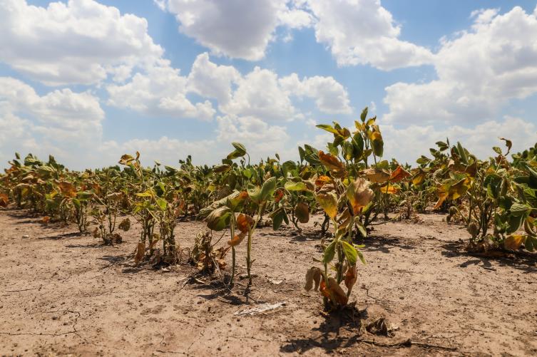 La provincia declaró la emergencia agropecuaria en todo el territorio santafesino