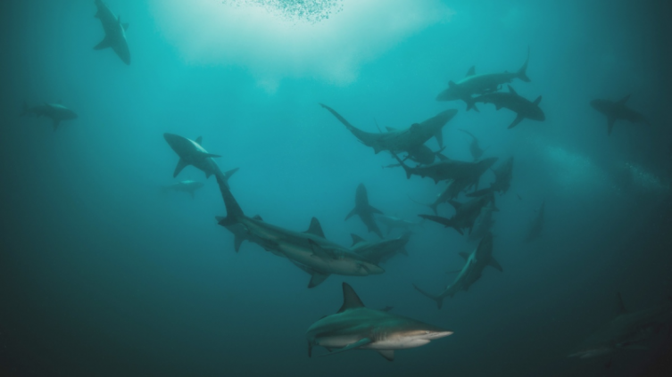 Pretenden prohibir el tráfico mundial de especies salvajes en internet