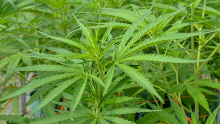 Cannabis: Uruguay comercia una variedad con mayor nivel de psicoactividad