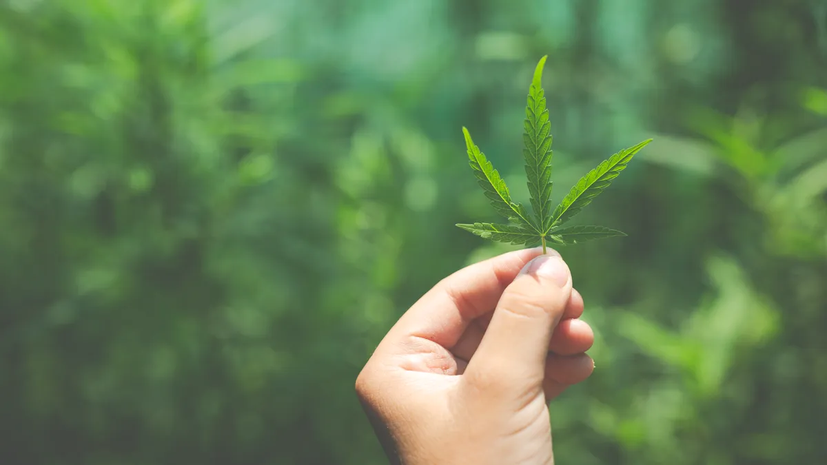 Uruguay analiza habilitar la venta de marihuana a turistas extranjeros: qué se deberá hacer para comprarla