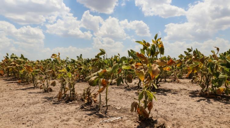 Santa Fe trabaja en una nueva ley de emergencia agropecuaria para productores