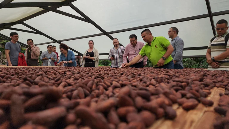 Colombia busca llevar el cacao sostenible a todo el mundo