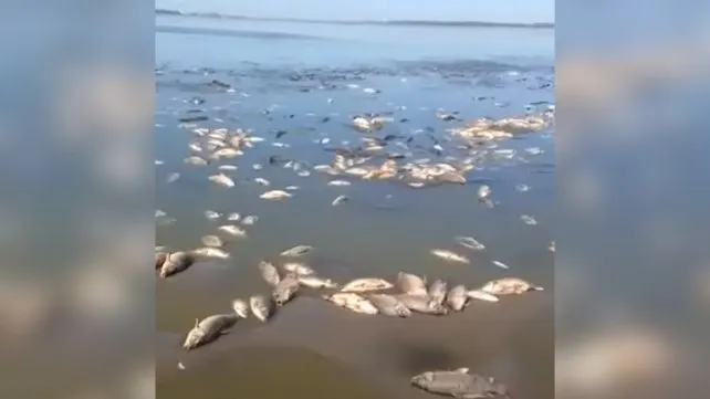 Miles de peces muertos en la laguna de Villa Cañás