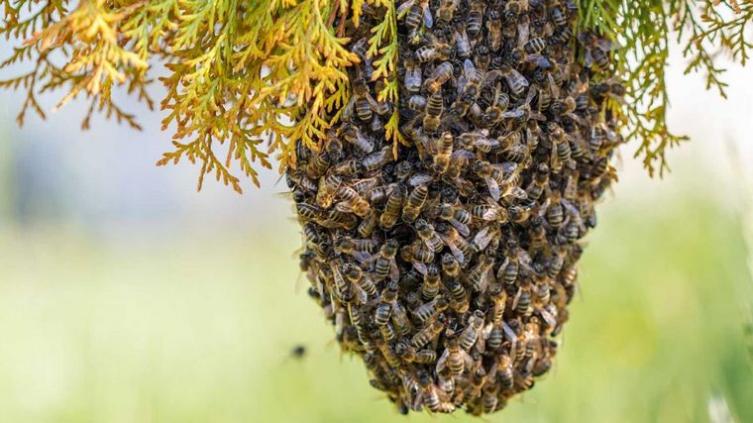 Un agricultor murió atacado por un enjambre de abejas en Misiones