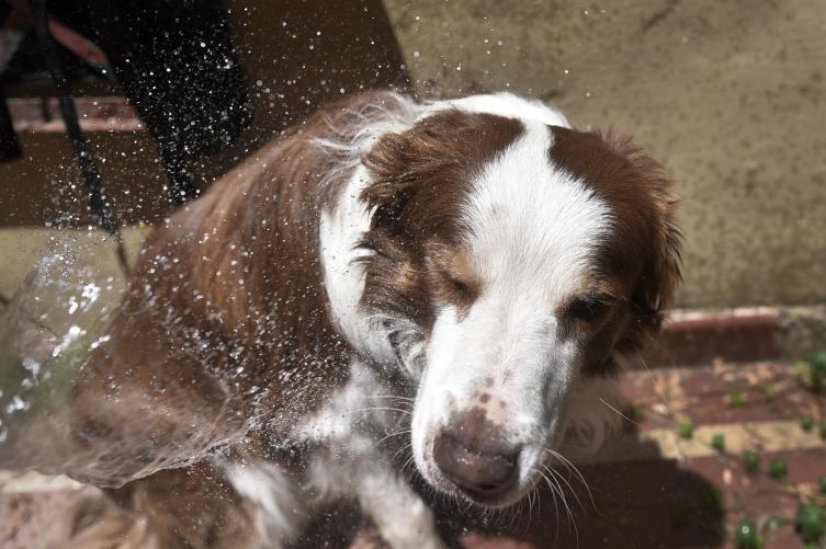 Cómo evitar los golpes de calor en animales de compañía
